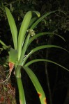 Cryptostephanus vansonii