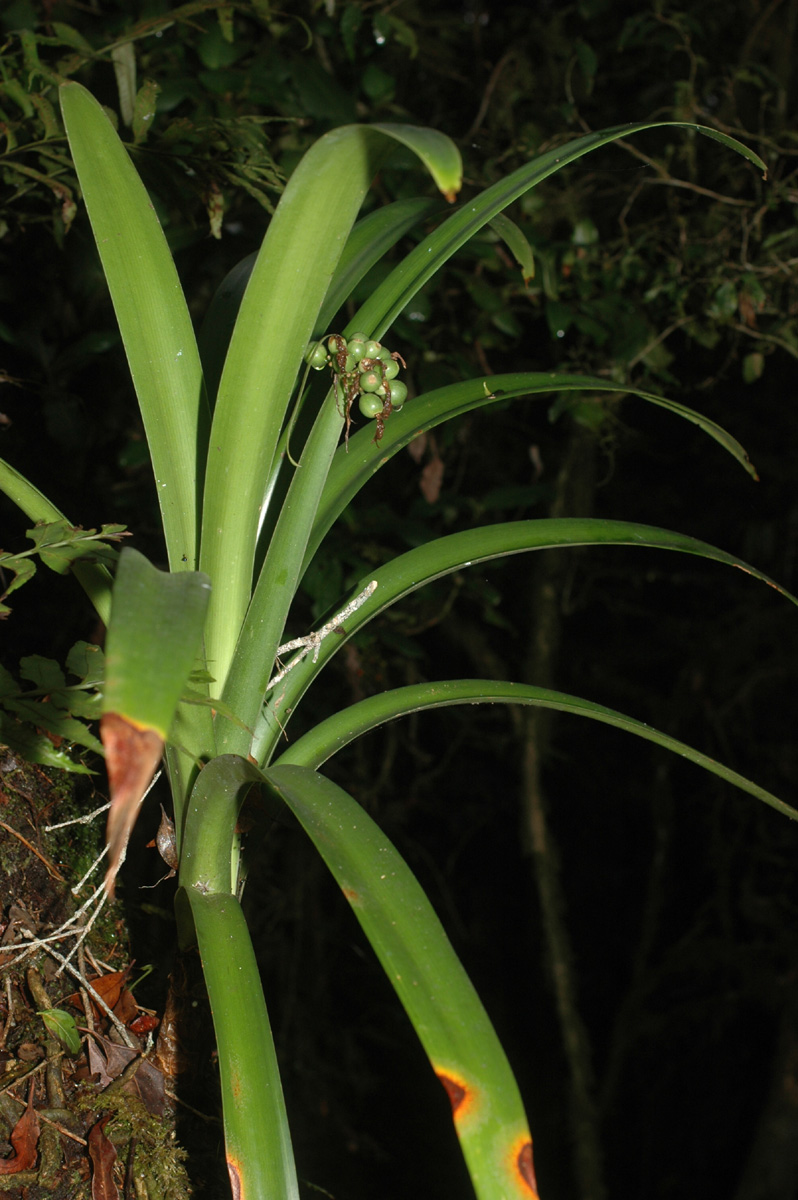 Cryptostephanus vansonii