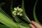 Cryptostephanus vansonii