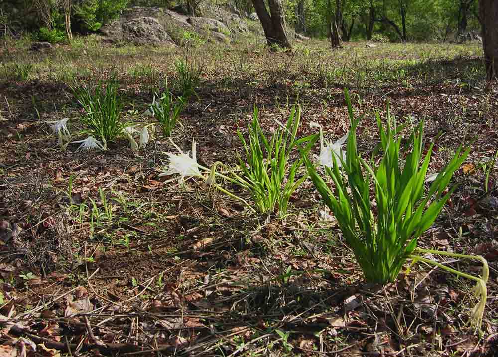 Pancratium tenuifolium