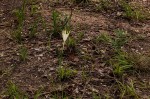 Pancratium tenuifolium