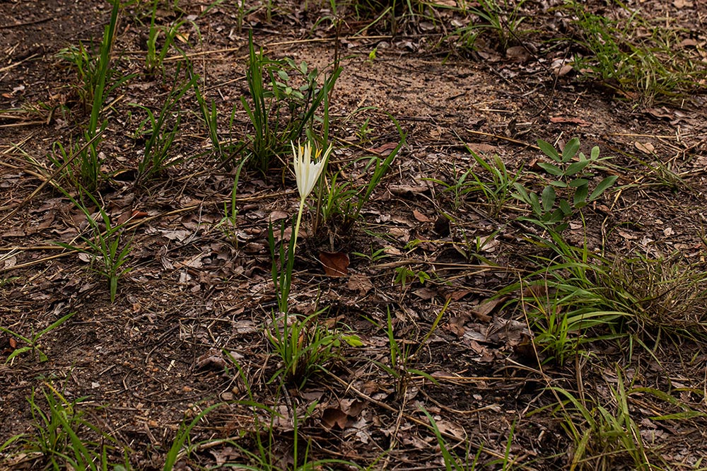 Pancratium tenuifolium