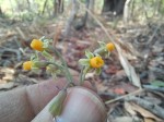 Tulbaghia alliacea