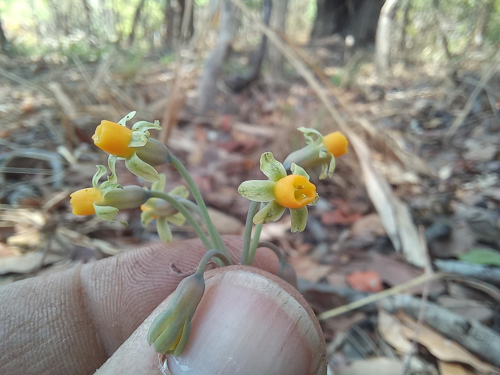 Tulbaghia alliacea