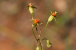 Tulbaghia alliacea