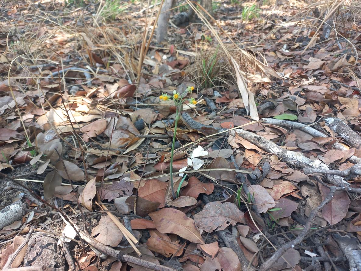 Tulbaghia alliacea