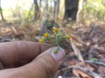 Tulbaghia alliacea