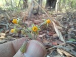 Tulbaghia alliacea