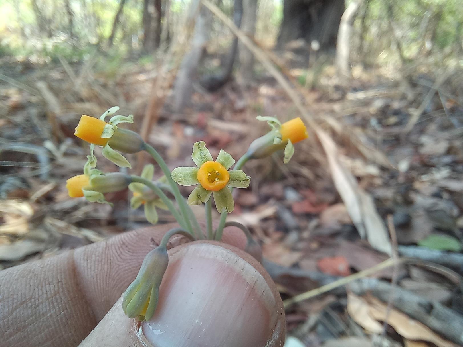 Tulbaghia alliacea