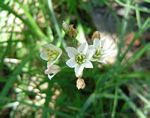Nothoscordum borbonicum