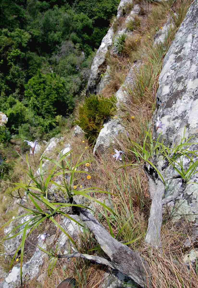 Xerophyta argentea