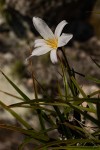Xerophyta argentea