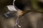 Xerophyta argentea
