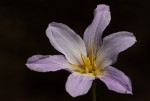 Xerophyta argentea