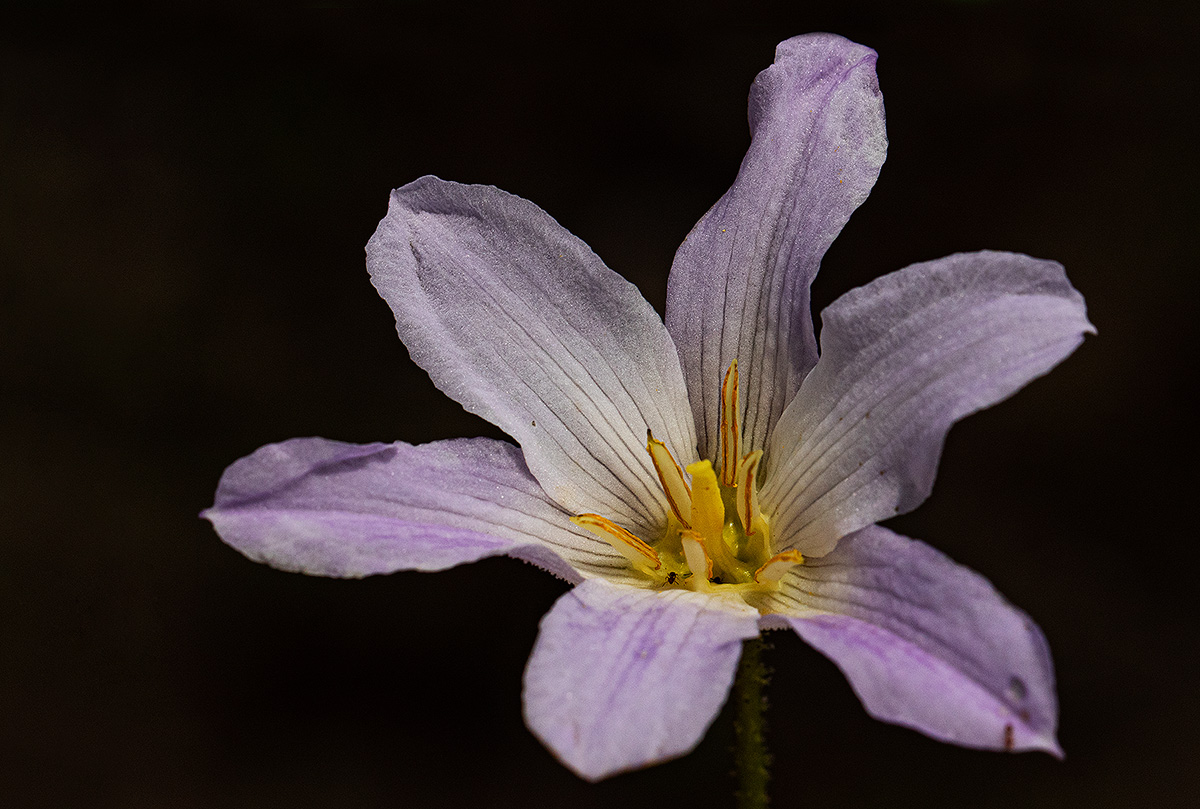 Xerophyta argentea