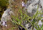 Xerophyta argentea