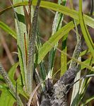 Xerophyta argentea