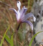 Xerophyta argentea