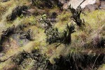 Xerophyta argentea