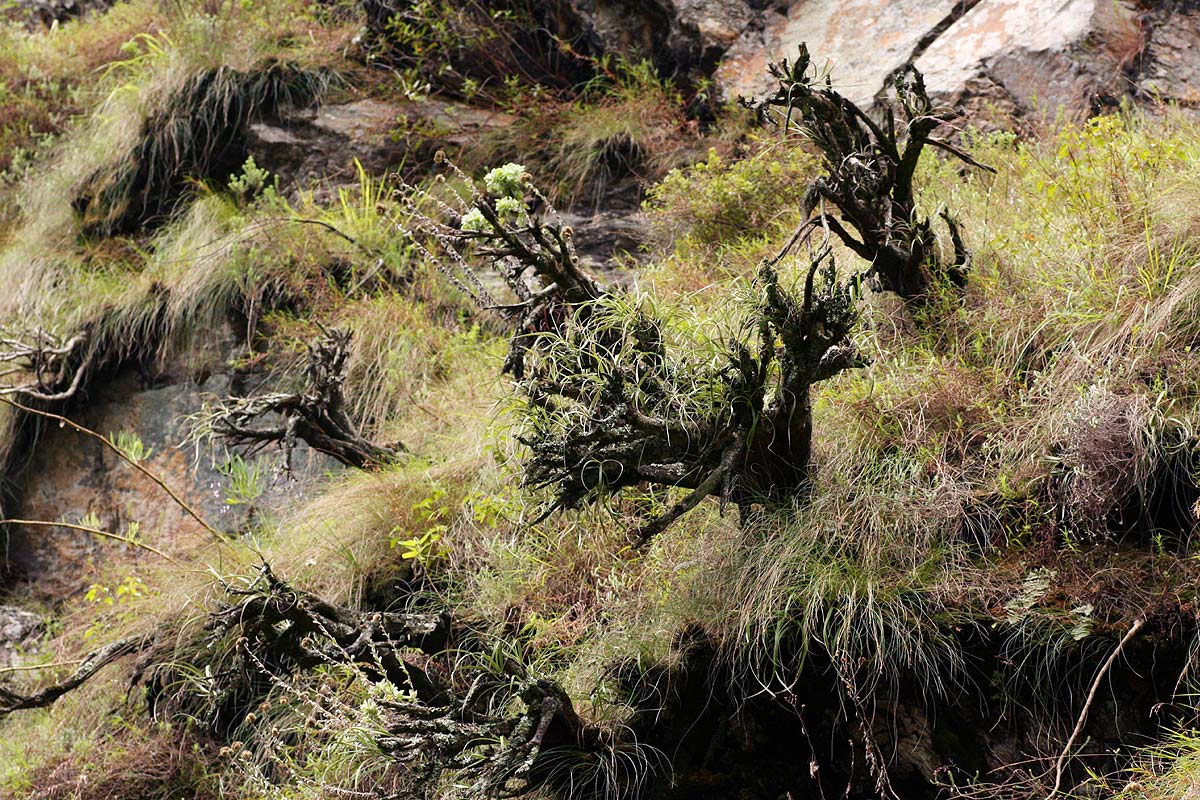Xerophyta argentea