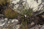 Xerophyta argentea