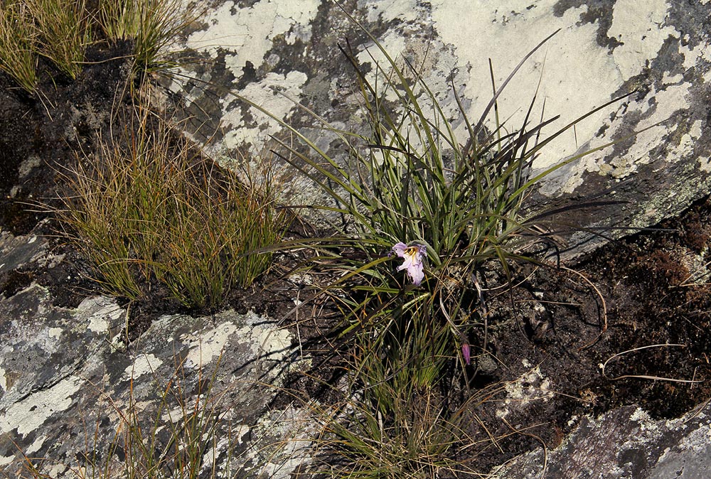 Xerophyta argentea