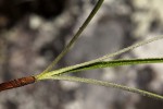 Xerophyta argentea
