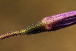 Xerophyta argentea