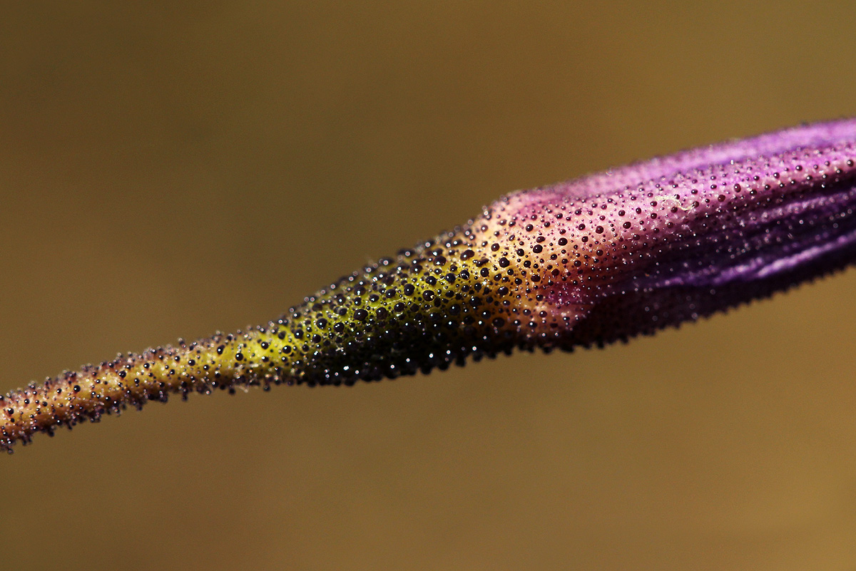 Xerophyta argentea