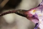 Xerophyta argentea