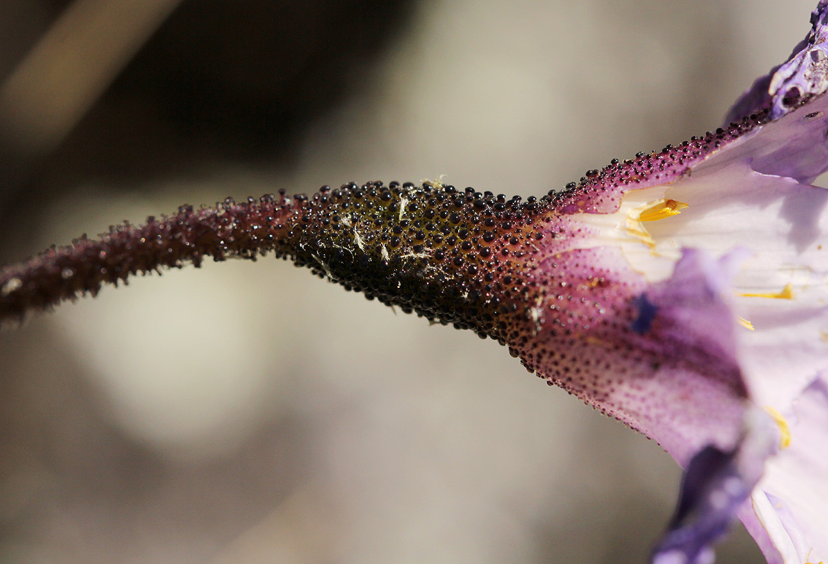 Xerophyta argentea