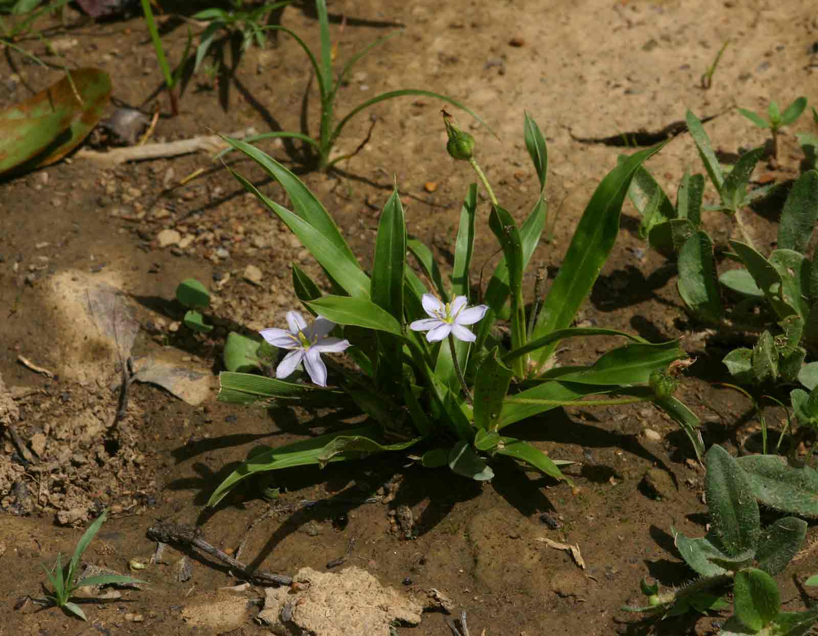 Xerophyta humilis