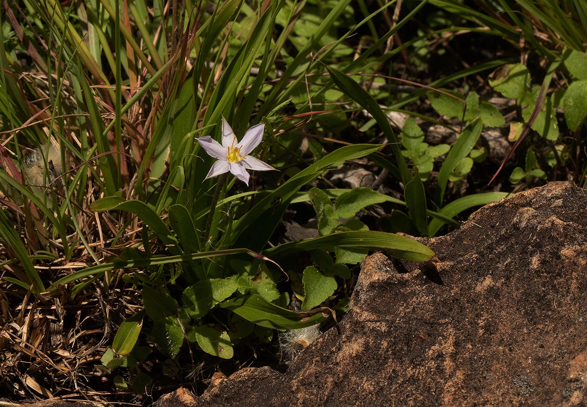 Xerophyta humilis