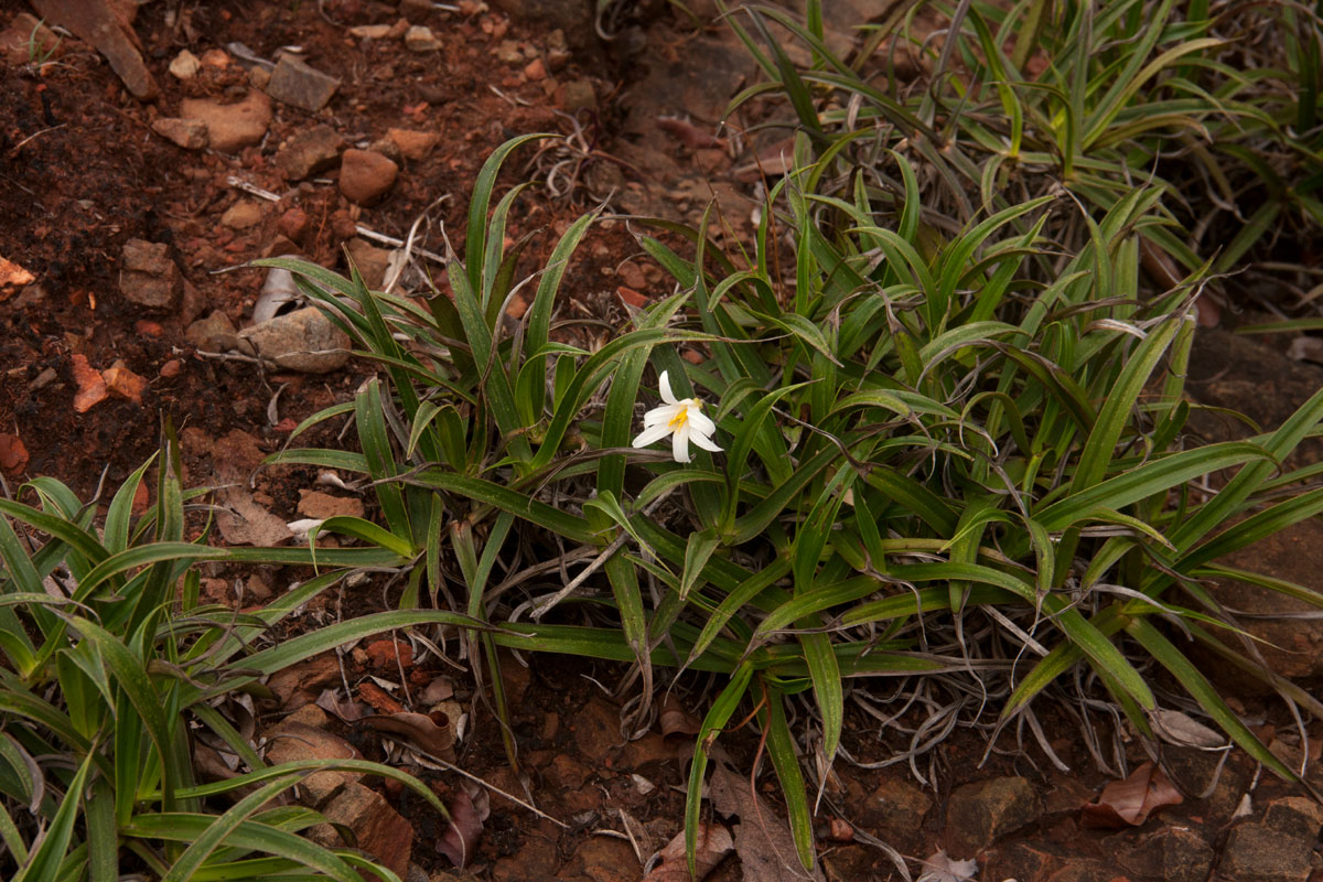 Xerophyta schlechteri
