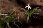 Xerophyta schlechteri