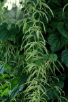 Dioscorea asteriscus