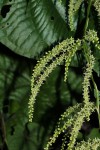 Dioscorea asteriscus