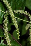 Dioscorea asteriscus