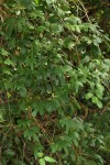 Dioscorea buchananii subsp. buchananii