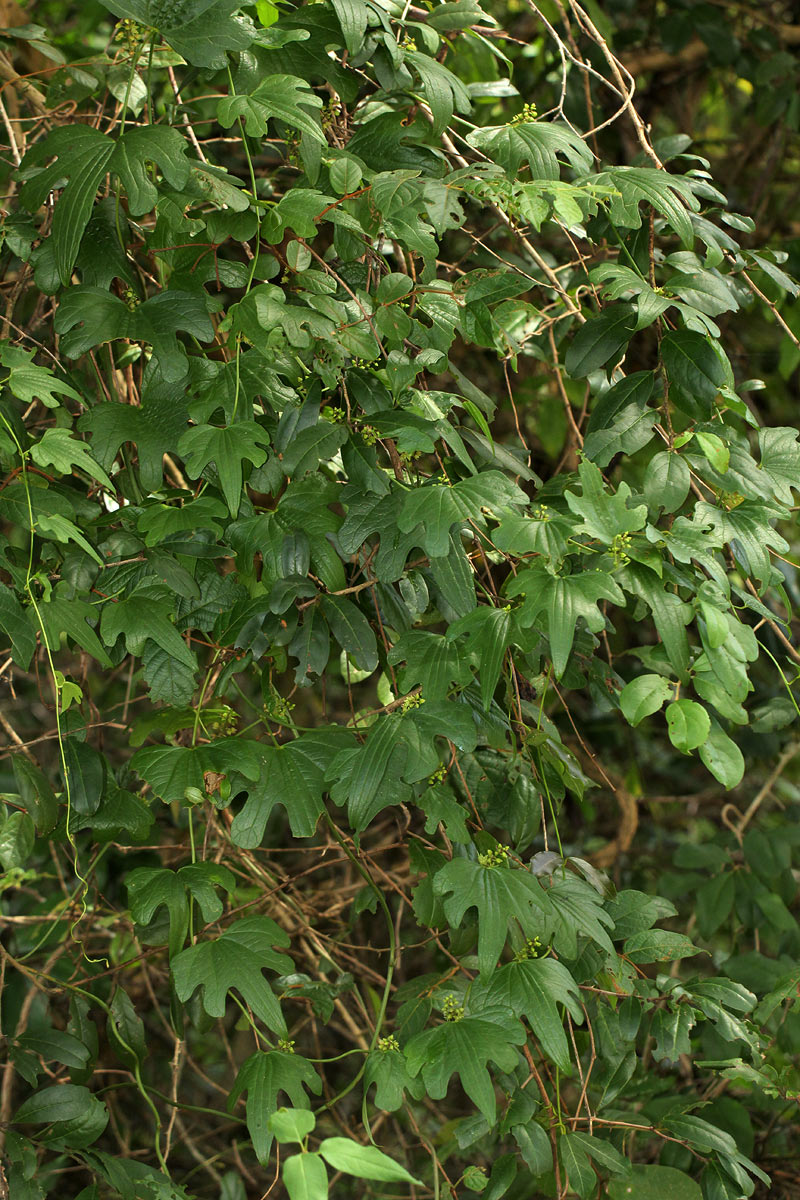 Dioscorea buchananii subsp. buchananii
