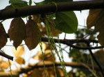 Dioscorea bulbifera