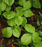 Dioscorea dumetorum