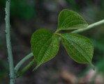 Dioscorea dumetorum