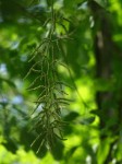Dioscorea dumetorum