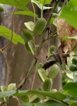 Dioscorea dumetorum