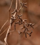 Dioscorea dumetorum