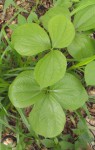 Dioscorea dumetorum