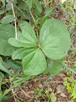 Dioscorea dumetorum