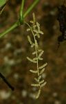 Dioscorea dumetorum