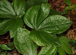 Dioscorea dumetorum